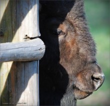 Über die Bison ... / ***