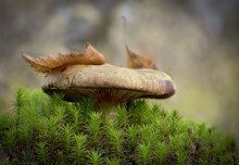 Bump für Pilze / .....