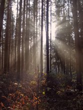 Morgen in den Wald / ***