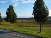 Weinberg / *****