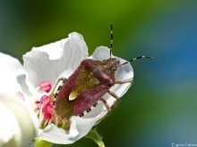Berry bug Verteidiger / ***