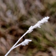 Lone Grashalm / ***