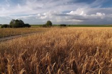Russische Feld ... / ***