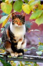 Autumn Cat / ---------------