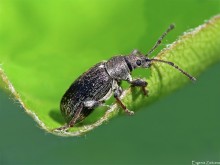 Weevil / ***