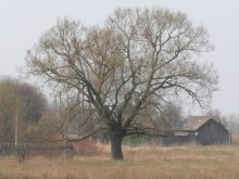 Alone / ***