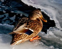 Quacksalber / ***