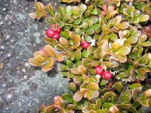 Wolf_berry / ***