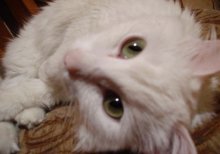 Schau mir in die Augen / ***