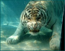 Unterwasser Bengal Kätzchen / SixFlags Marine World Vallejo