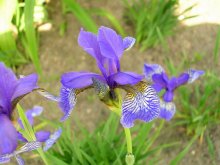 flower / ***