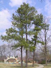Pines und der Drache / ***