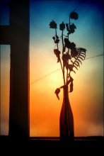 evening / ***