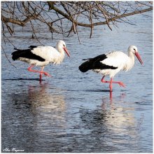 * Mutter Flamingos * / ***