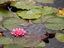 Autumn Lilies / ***