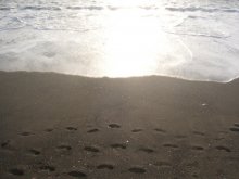 Foot / ***