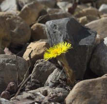 Erste Blume / ***