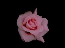 Rosa Rose / ***