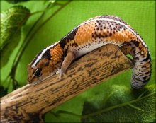 orange / Eublepharinae Hemitheconyx caudicinctus
Lucia