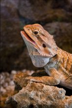 oh, wer hätte es beißen? / model: Godzi
my Bearded dragon (Pogona vitticeps)