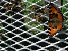 Schmetterling und Biene / ***