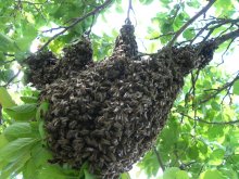 Bee Handwerk / ***