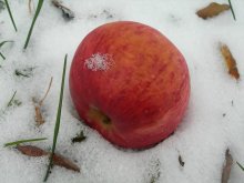 shtrifel im Schnee / ***