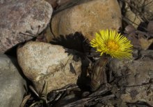 Kleine Sonne / ***