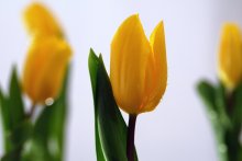Blumen Just Flowers / ***