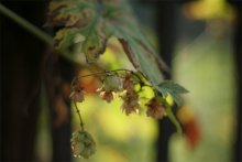 Wilting / ***