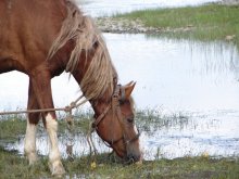 Horse / ***