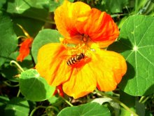 Bienen / ***