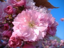 Der Frühling ist nah! / ***