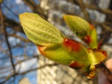 Frühling liegt in der Makro / ***