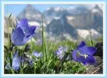 Bells / ***