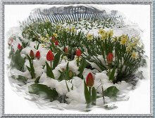 Schneeglöckchen / ***