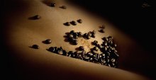 Coffee Shop - auf Augenhöhe / ***
