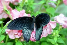 tropischen Schmetterling / ***