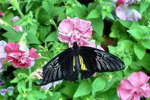 Tropical Butterfly 2 / ***