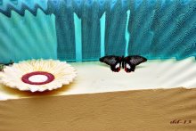 tropischen Schmetterling 3 / ***