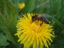 Bee / ***