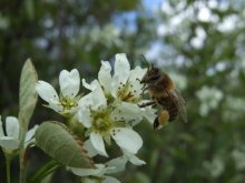 Bee / ***