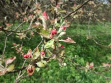 Frühling ... Apple / ***