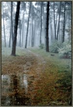 Regen Wald / ***
