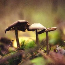Pilz. / ***