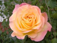 Rose / ***