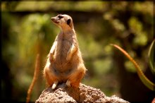 Erdmännchen / Wild animal park. San Diego