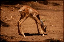 Erste Schritte / Wild animal park. San Diego