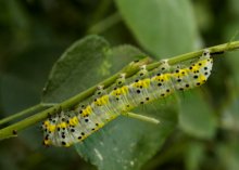 Caterpillar / ***