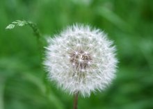 Ballon / ***